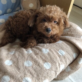 皮膚病ありのトイプードル　トライアル中