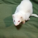 フェレット　アルビノ
