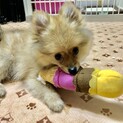 ポメラニアンの子犬・ハチくん☆