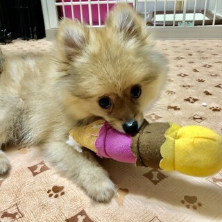 ポメラニアンの子犬・ハチくん☆