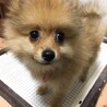 ポメラニアンの子犬・ハチくん☆ サムネイル2