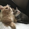 の写真