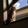 の写真
