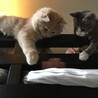 ねぇねの手に夢中