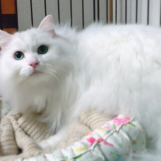 ペルシャ×アメショーMIX 真っ白ゴージャスくん