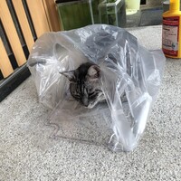 たろー