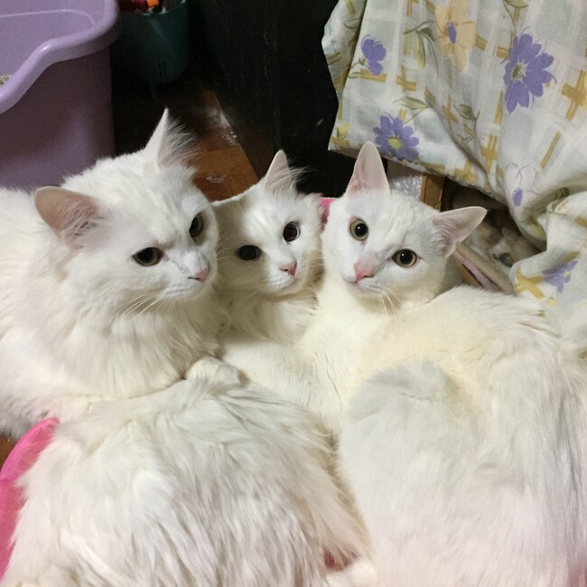 こもも★のカバー写真