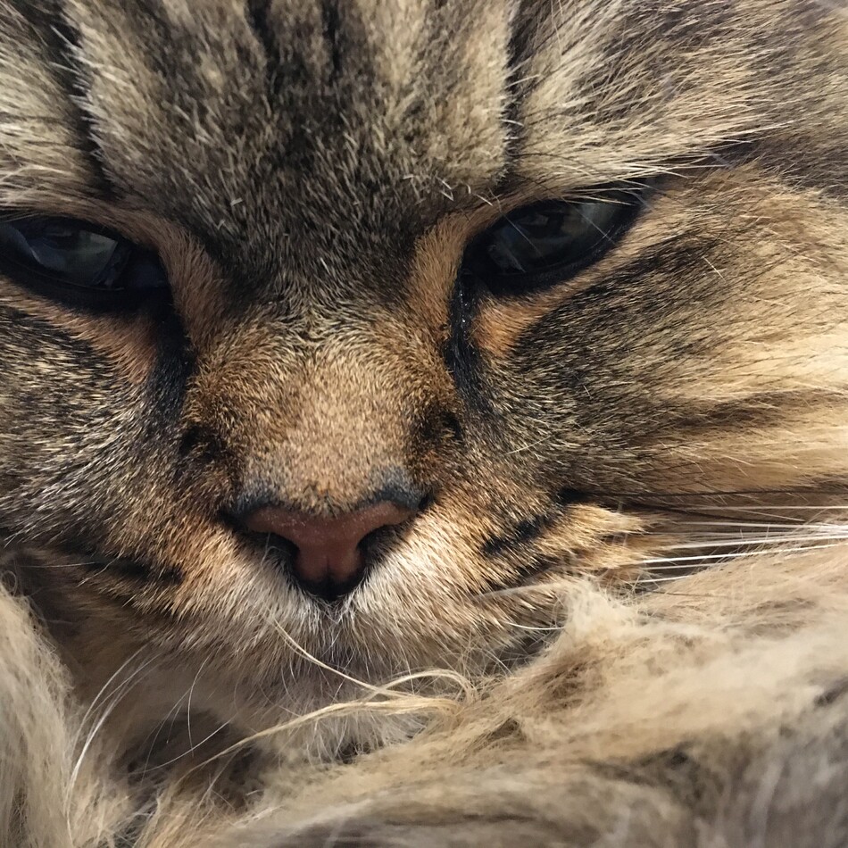 マフィンのカバー写真