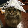 の写真
