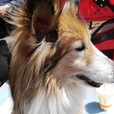 シェル（Shell)の写真