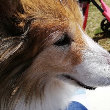 シェル（Shell)の写真