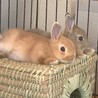 ユンピョウ