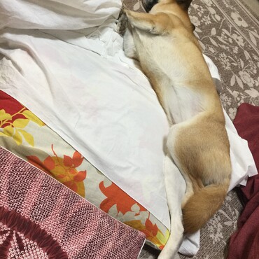 ノビー
