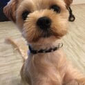 犬とっても人懐っこいmix犬です