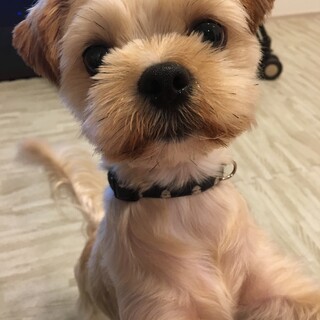 犬とっても人懐っこいmix犬です