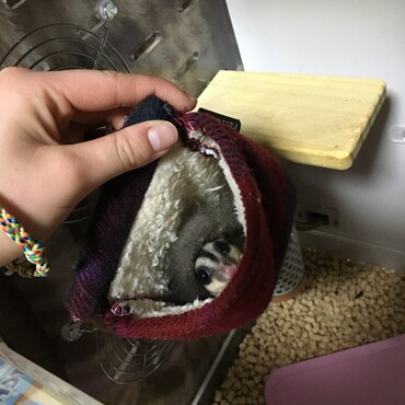 うちの子がどんどん大きくなる姿と甘えて甘噛みをしてくるのがとてつもなく可愛くて愛おしい(●︎´▽︎`●︎)