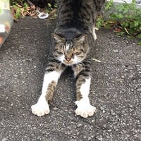 きんた