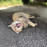 なな