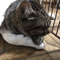 こじろー