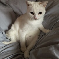 あずき