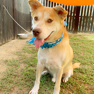 幸せになりました【カイ君】明るく穏やかな男の子です