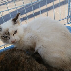 保護ねこ譲渡会 in 茨城つくば