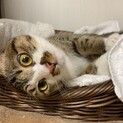しいたけ。里親さま決定