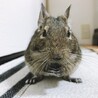 デグー(アグーチ♀、ブルー♀) サムネイル2