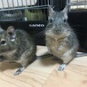 デグー(アグーチ♀、ブルー♀) サムネイル4