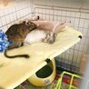 デグー(アグーチ♀、ブルー♀) サムネイル6