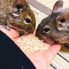 デグー(アグーチ♀、ブルー♀) サムネイル7