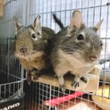 デグー(アグーチ♀、ブルー♀)