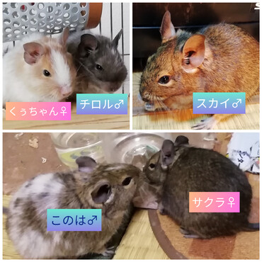新しく迎えたデグーのチロル♂&くぅちゃん♀