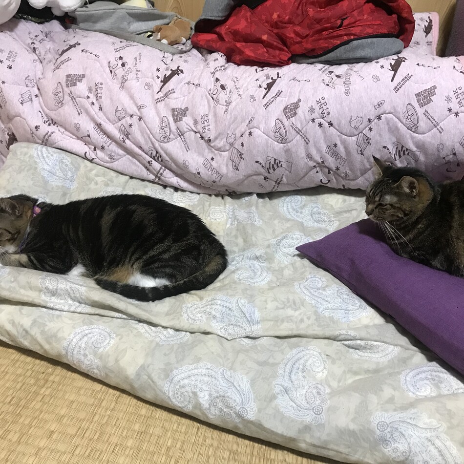 まめこのカバー写真