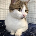 ヒトが好きすぎる白三毛女の子です　4/5譲渡会参加