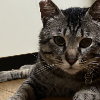 トライアル中！弱っちく心優しい十和田さん♂