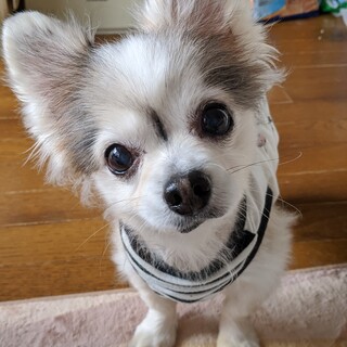 里親決定しました。優しい家族を待ってます