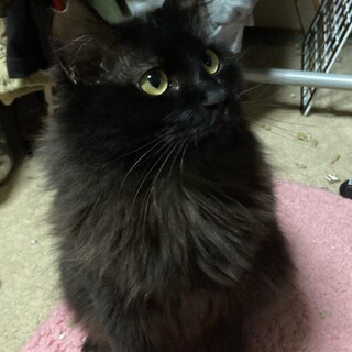 トライアルに行ってます！フレア♂