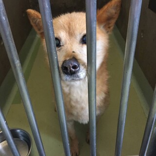 多頭飼育崩壊からの収容のあずきちゃん