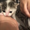 この子達を