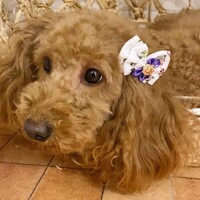 シェリー