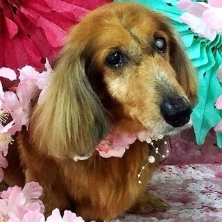 Mダックス♂とおる