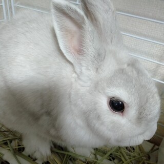 ネザーランドドワーフの里親募集