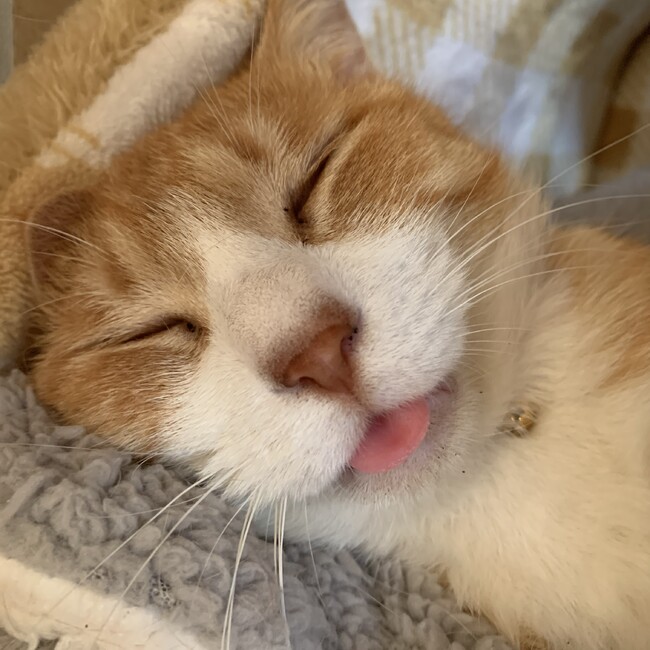 kiyomi5214のカバー写真