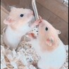 まめプチ さん