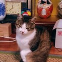 <至急> 猫のミーコの里親さん募集