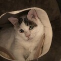 エイズキャリアですが里親になってくださる方募集