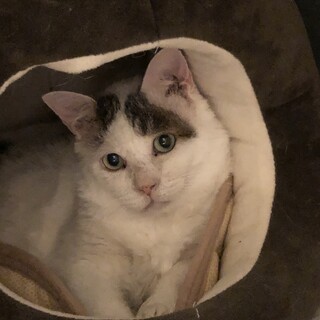 エイズキャリアですが里親になってくださる方募集