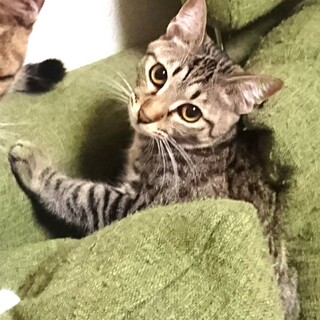 元気で冒険心いっぱいキジトラだーさん！