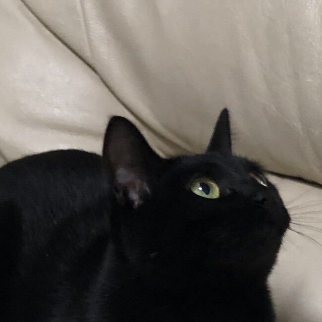 pikocatのカバー写真